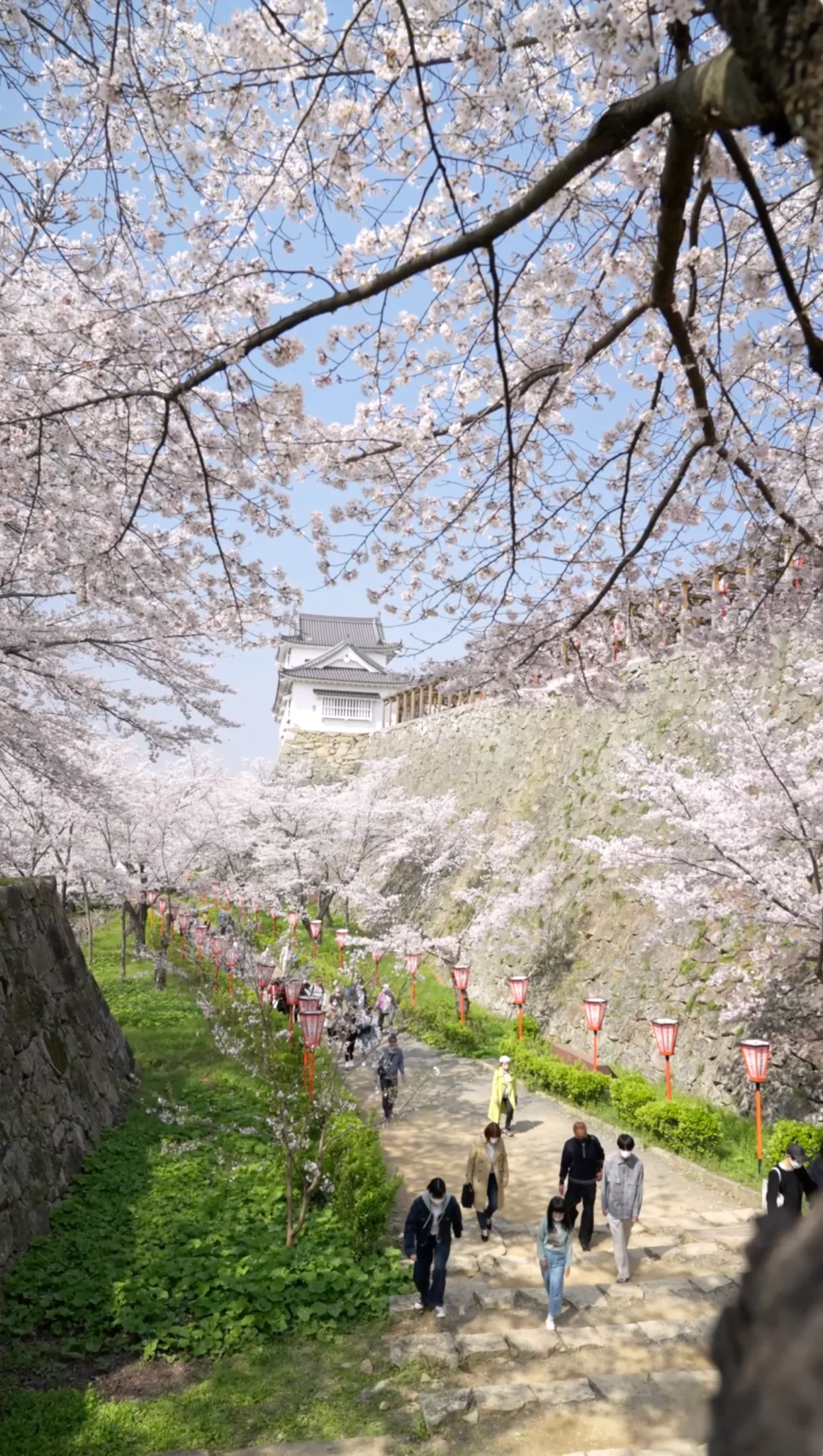 津山さくらまつりの記録写真
