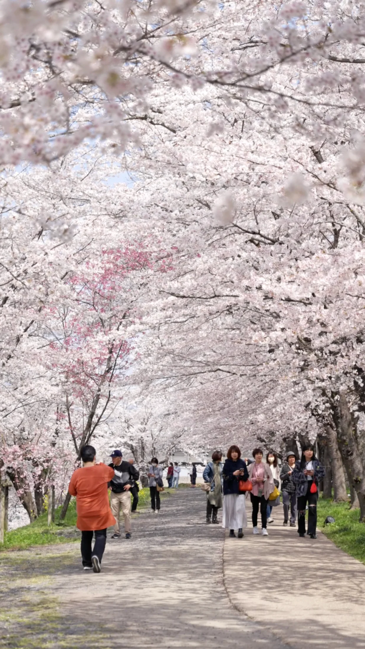 津山さくらまつりの風景 2
