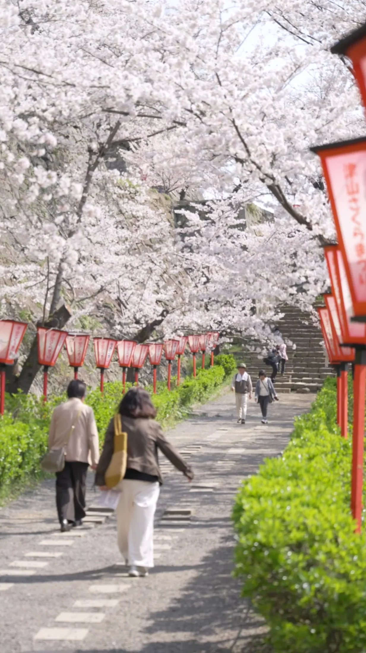 津山さくらまつりの風景 4