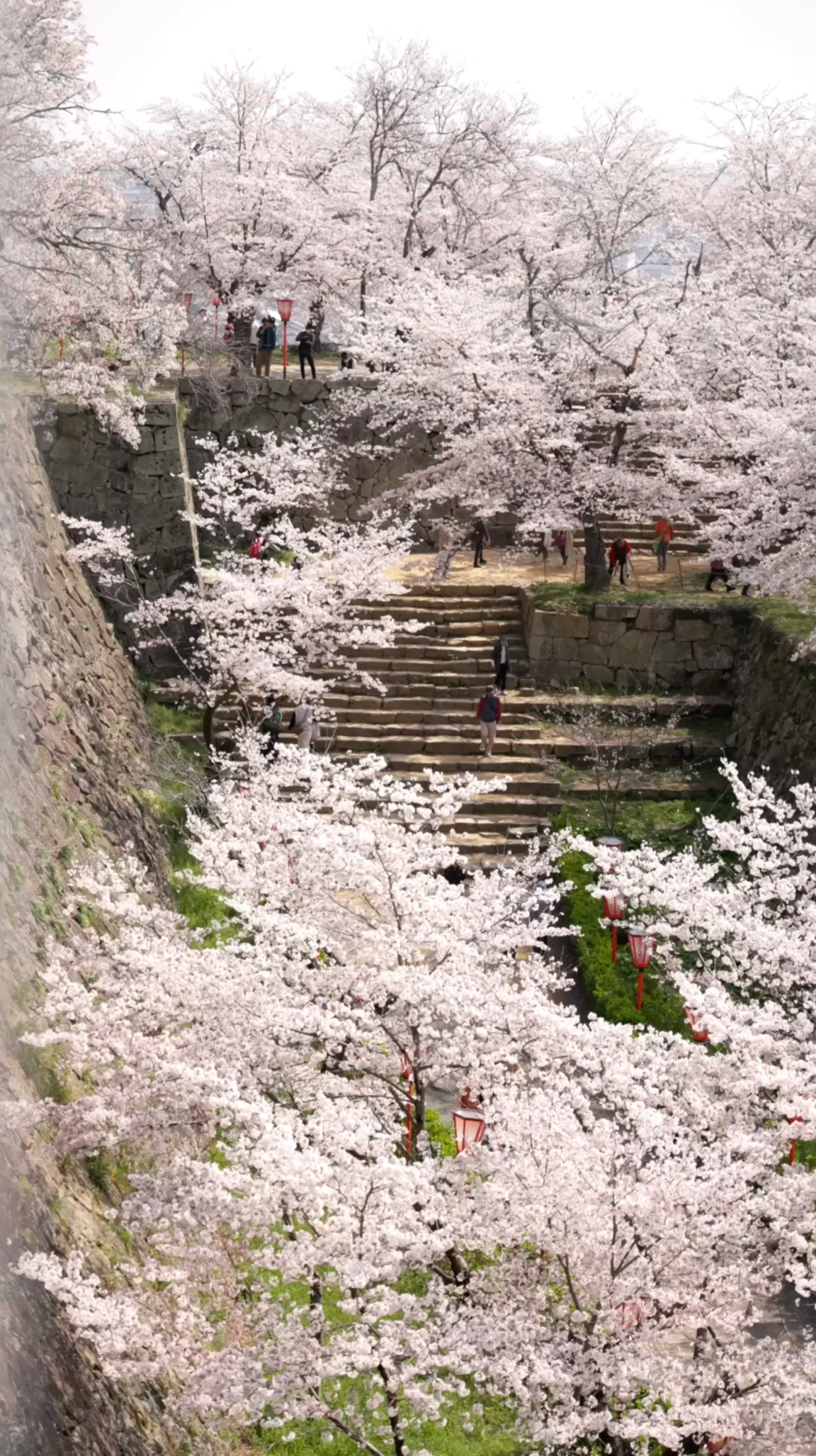 津山さくらまつりの風景 5