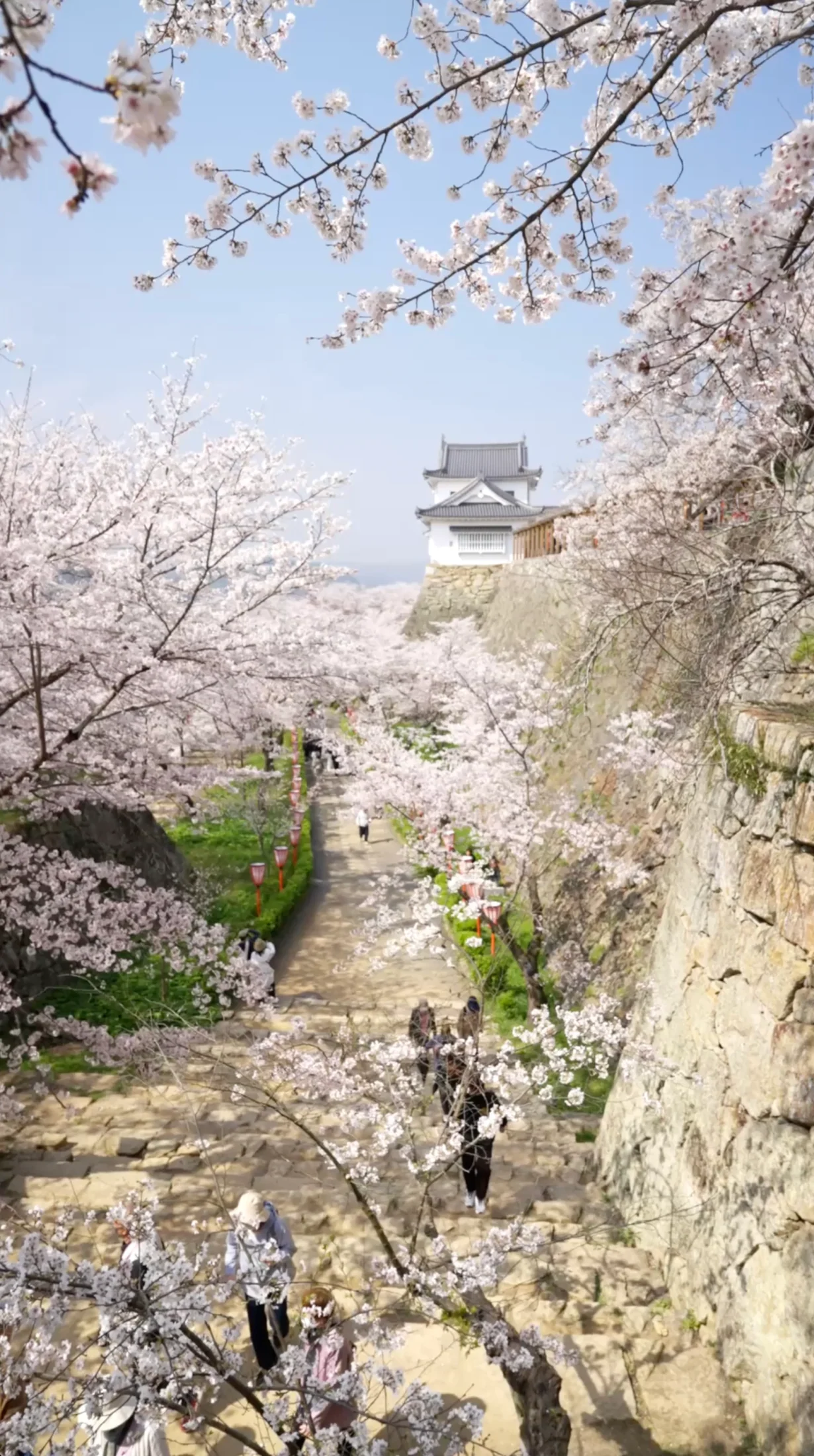 津山さくらまつりの風景 6